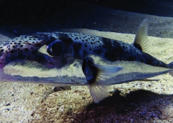 Kapet peshku i rrezikshëm dhe helmues në Adriatik: Ky peshk mund të jetë fatal nëse konsumohet