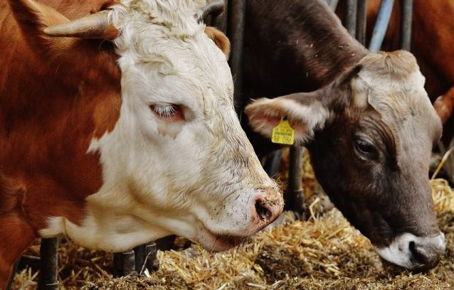 Konfirmohet turbekulozi te lopët