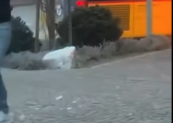 “O nuk e di bre, një…” – në momentin e djegies së autobusit në Zvicër dikush dërgjohet duke folur shqip