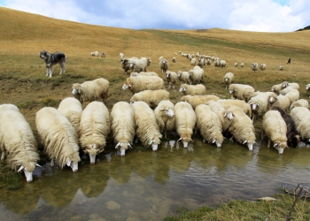 Konfirmohet rasti i parë i sëmundjes “Lija e Deleve/Dhive” në Kosovë