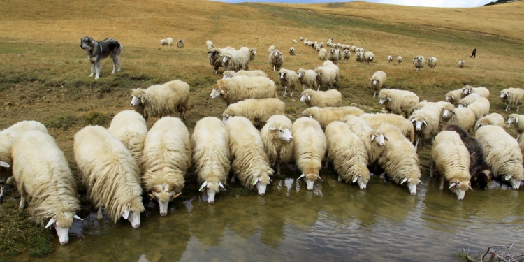 Konfirmohet rasti i parë i sëmundjes “Lija e Deleve/Dhive” në Kosovë