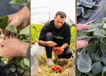 Ngricat shkatërrojnë prodhimin e dredhëzave në Llaushë të Drenicës
