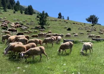 Subvencionet në bujqësi për 2026: publikohen masat mbështetëse për sektorin agro-ushqimor