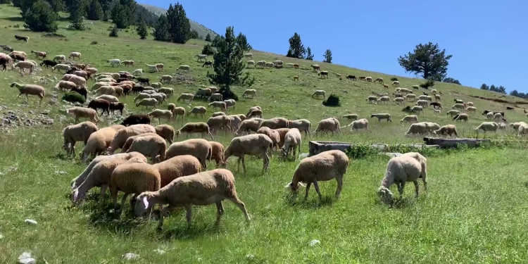 Subvencionet në bujqësi për 2026: publikohen masat mbështetëse për sektorin agro-ushqimor