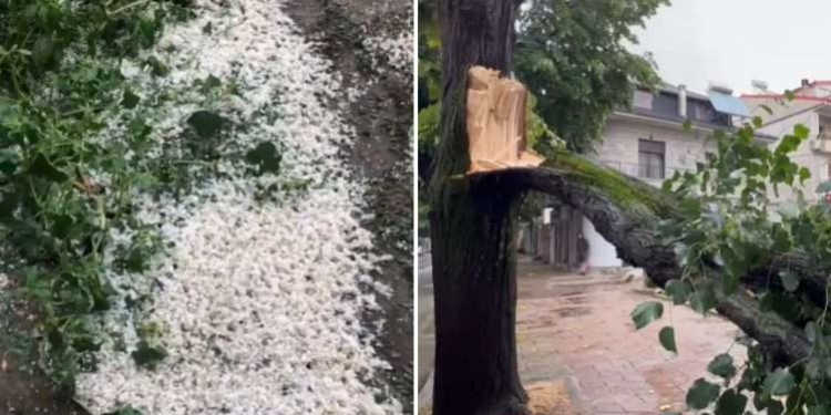 Stuhi e fortë në Korçë, breshëri dëmton të mbjellat në Devoll, era rrëzon pemët në shesh