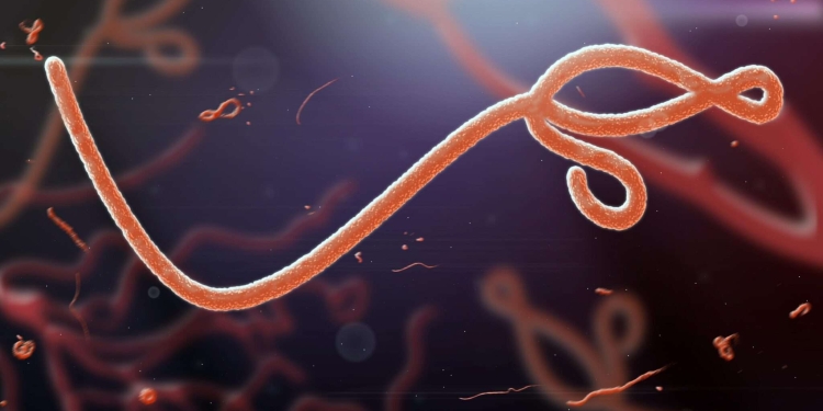 Ebola, alarm global për përhapjen/ Mbi 900 viktima në Kongo