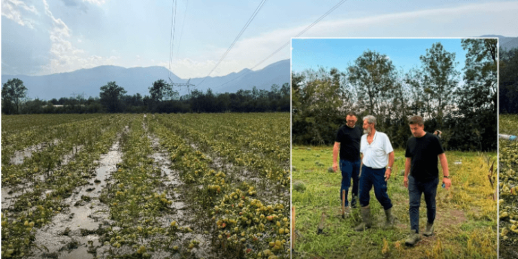 Breshëri shkatërron bujqësinë në Istog, Gegaj: Nga vlerësimet e para, rreth 90% e sipërfaqeve të mbjella janë dëmtuar