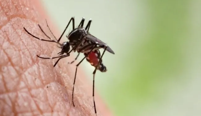 IKSHPK me thirrje për qytetarët: Mbrohuni nga malaria gjatë udhëtimeve