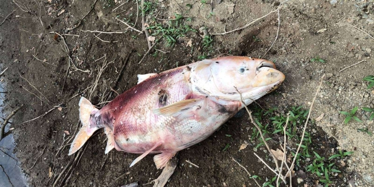 Tre peshq të mëdhenj gjenden të ngordhur në Liqenin e Badovcit, ngrihen dyshime për shkaqet